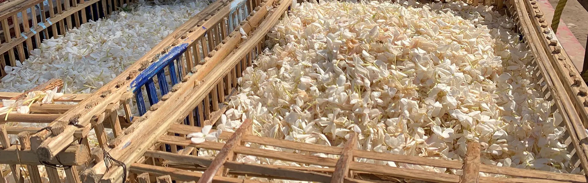 Harvested jasmin flowers in Egypt