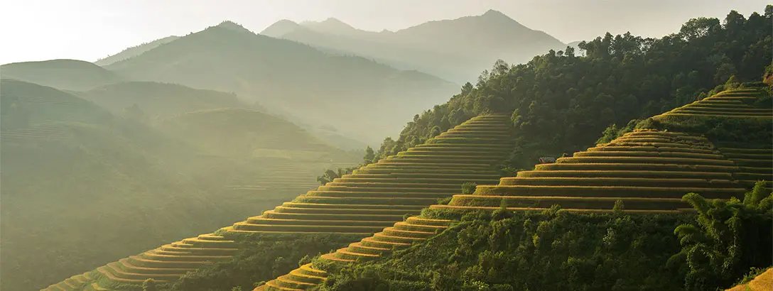 Rice terraces