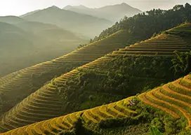 Rice terraces