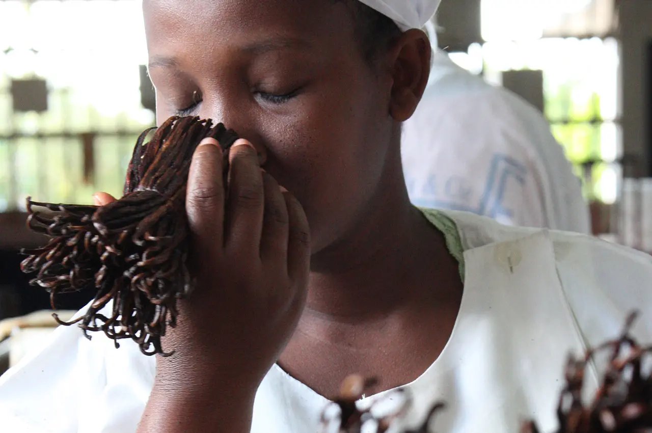 Smelling cured vanilla beans