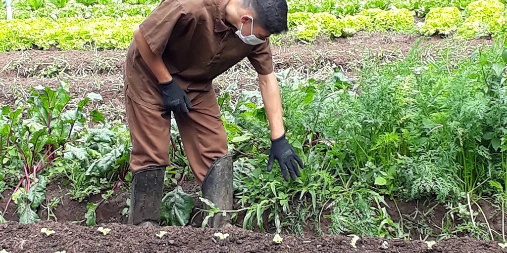 Community garden