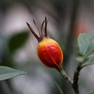 Gardenia fruit