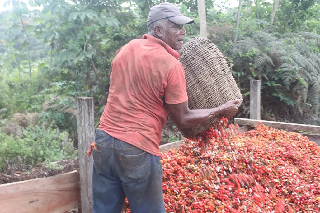 Harvesting guarana