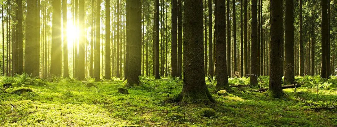 Sunrays through trees