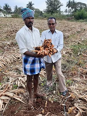 Turmeric farmer