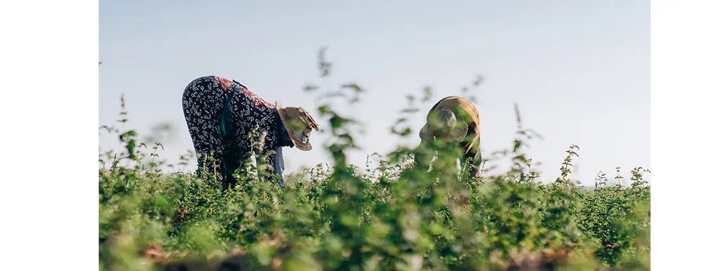 Harvesting mint