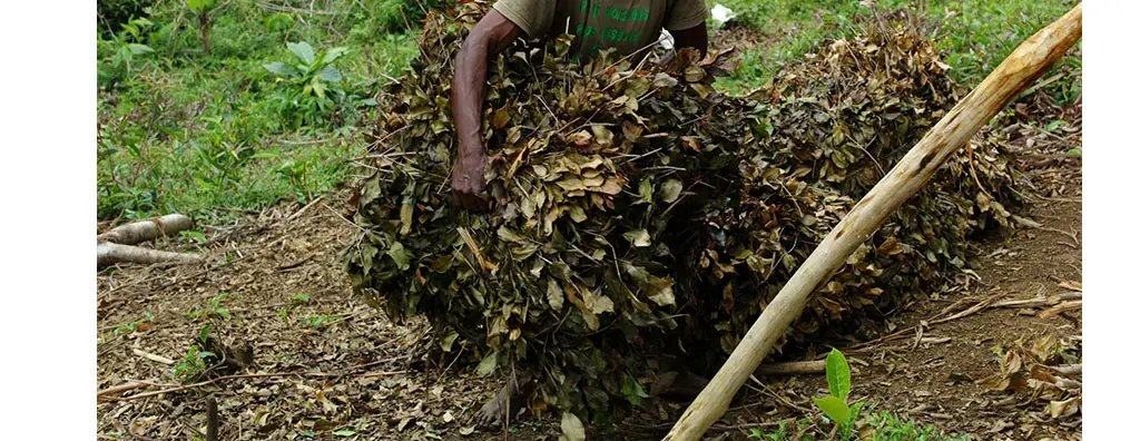 Harvesting clove leaves