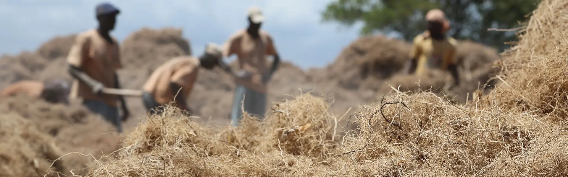 Vetiver harvest in Haiti
