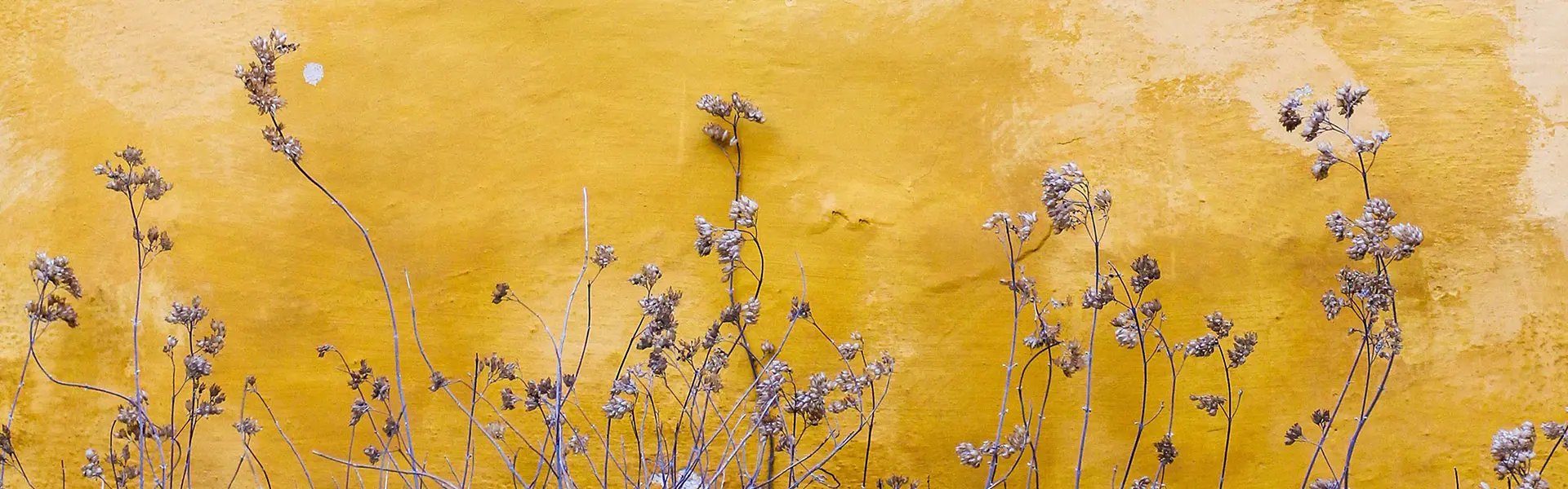 Yellow wall flowers