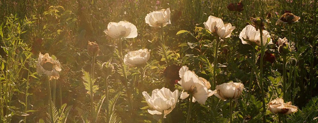 Field white flowers