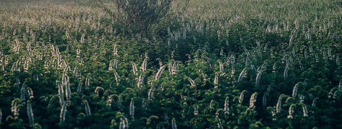 Mint field