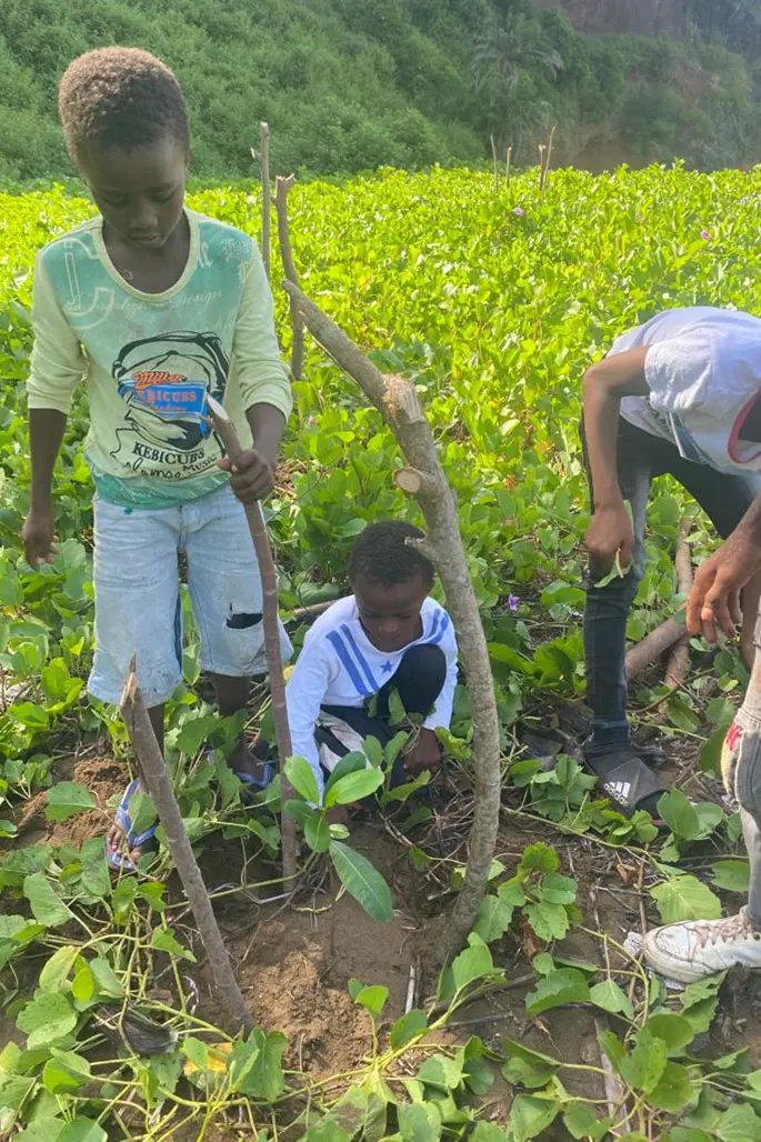 Planting trees