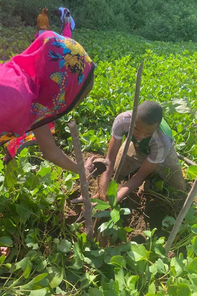 Planting trees