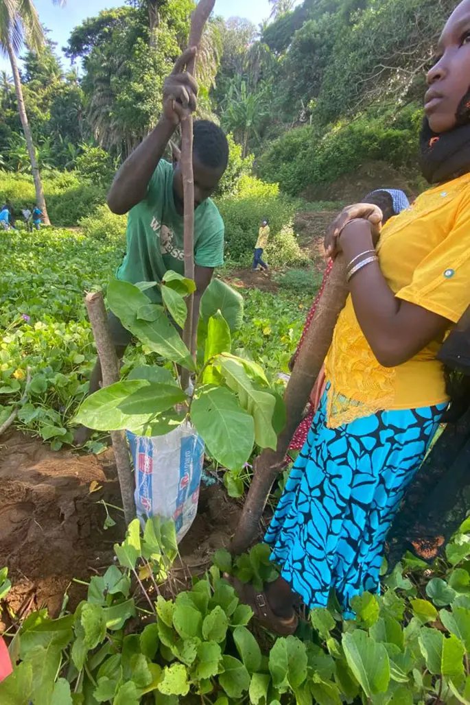 Planting trees