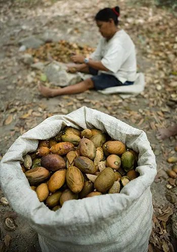 Tonka beans