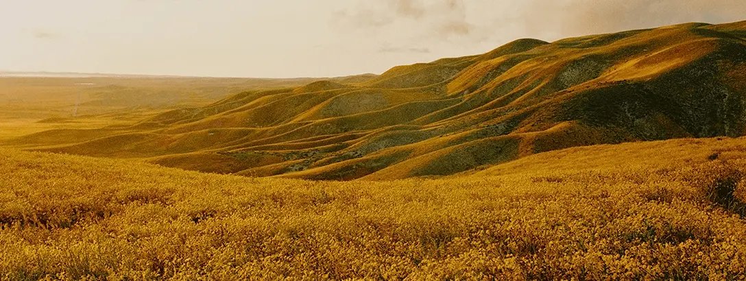 Hills with flowers