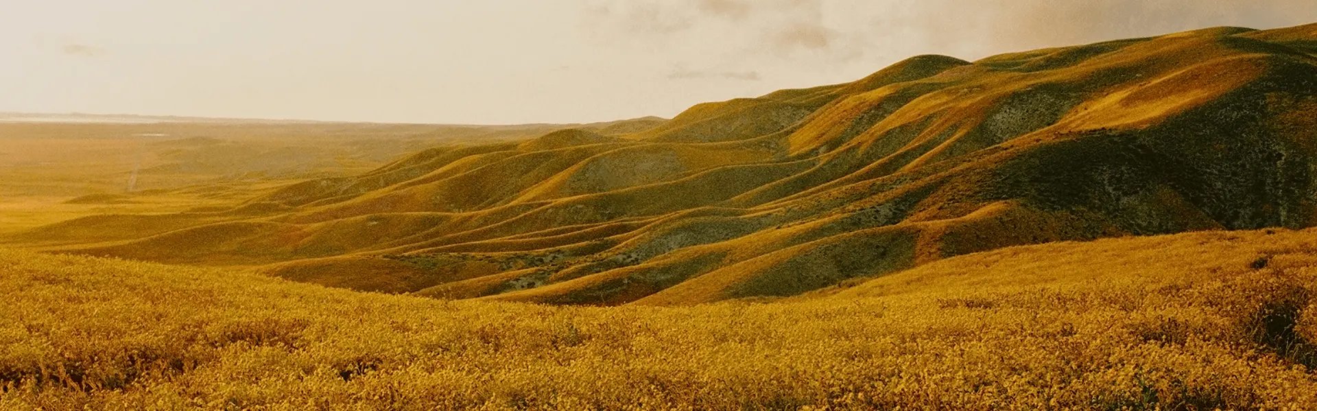 Hills with flowers