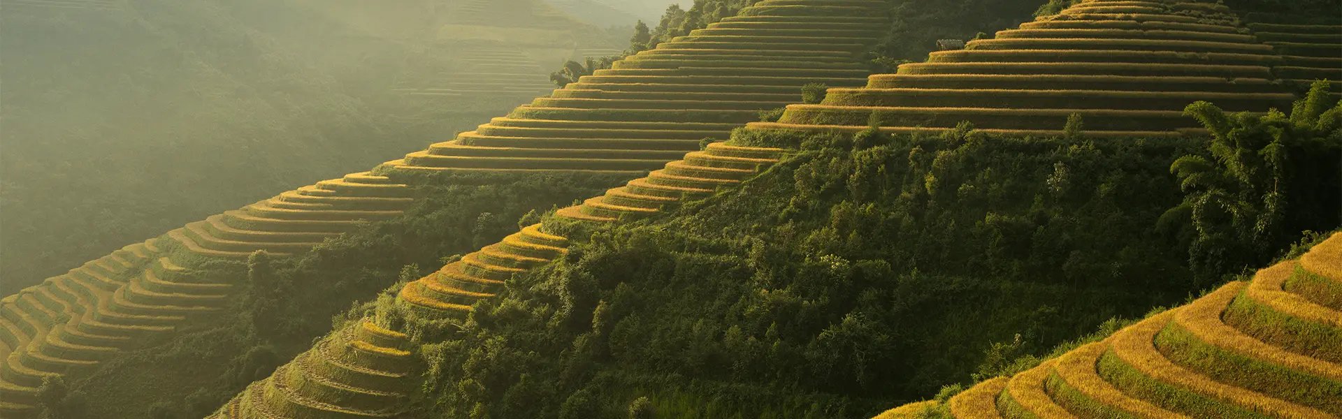 Rice terraces