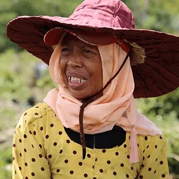 Woman harvesting patchouli