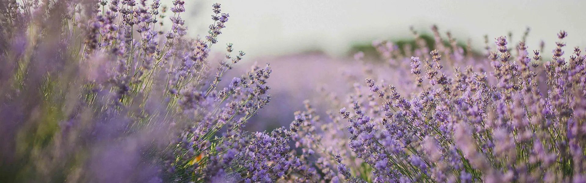 Lavender field