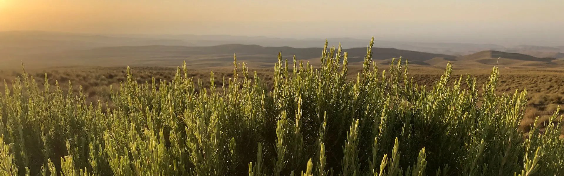 Rosemary field