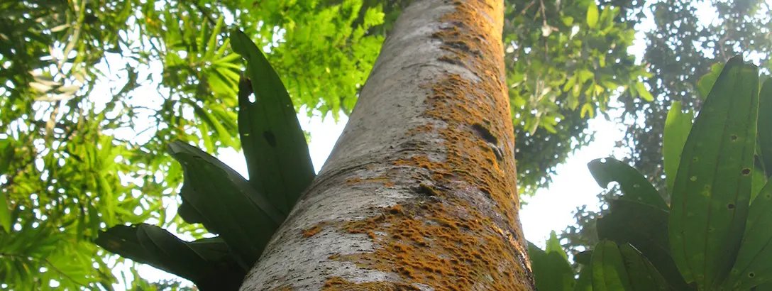 Benzoin in Laos