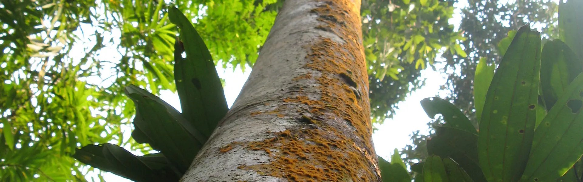 Benzoin in Laos