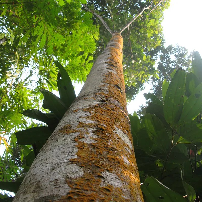 Benzoin in Laos