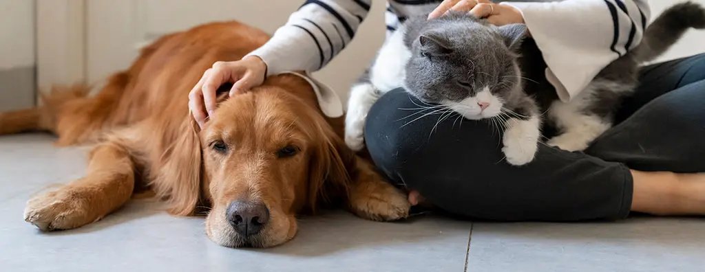 Golden Retriever and cat getting petted
