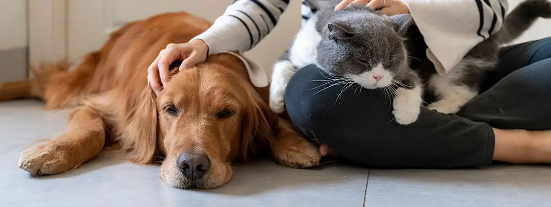 Golden Retriever and cat being petted