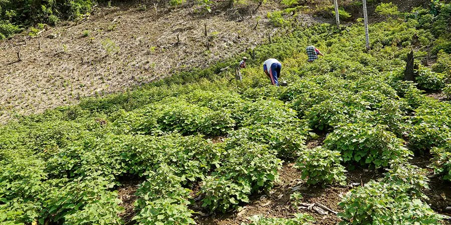 Patchouli harvest