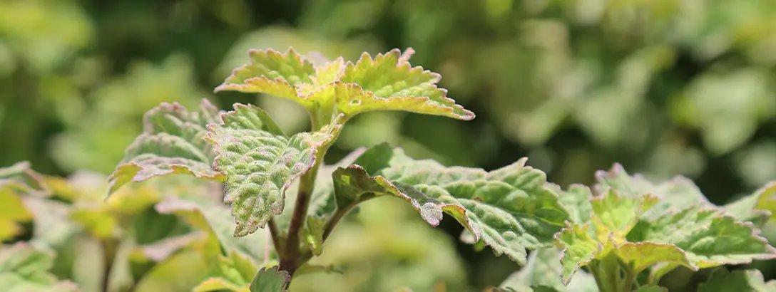 Patchouli