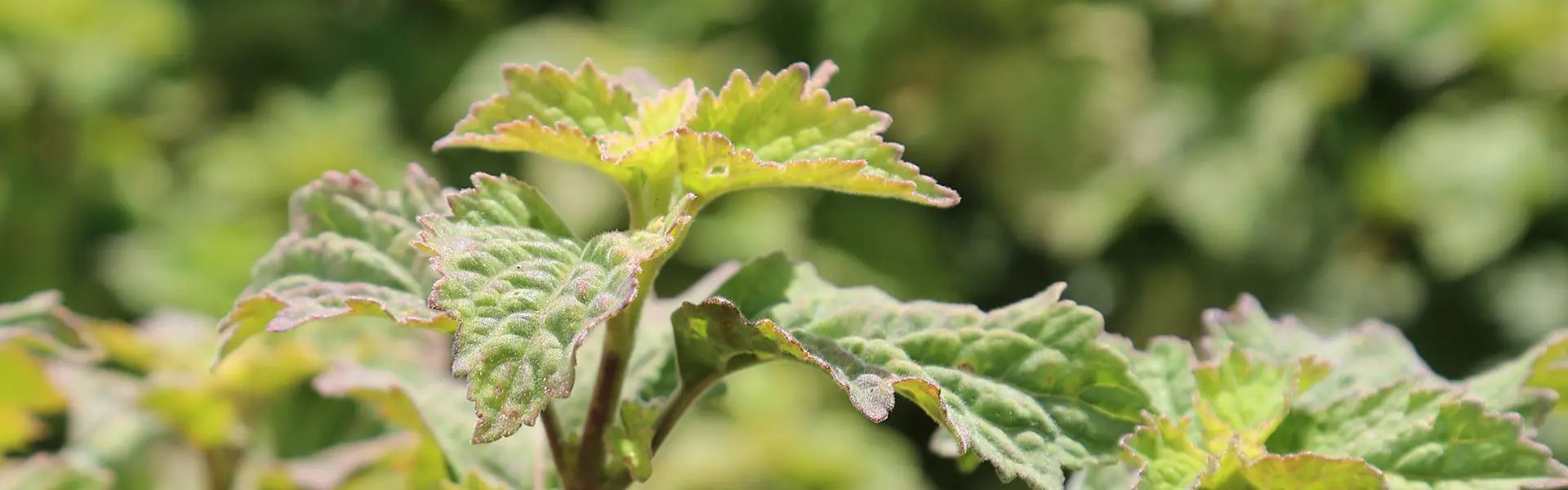 Patchouli