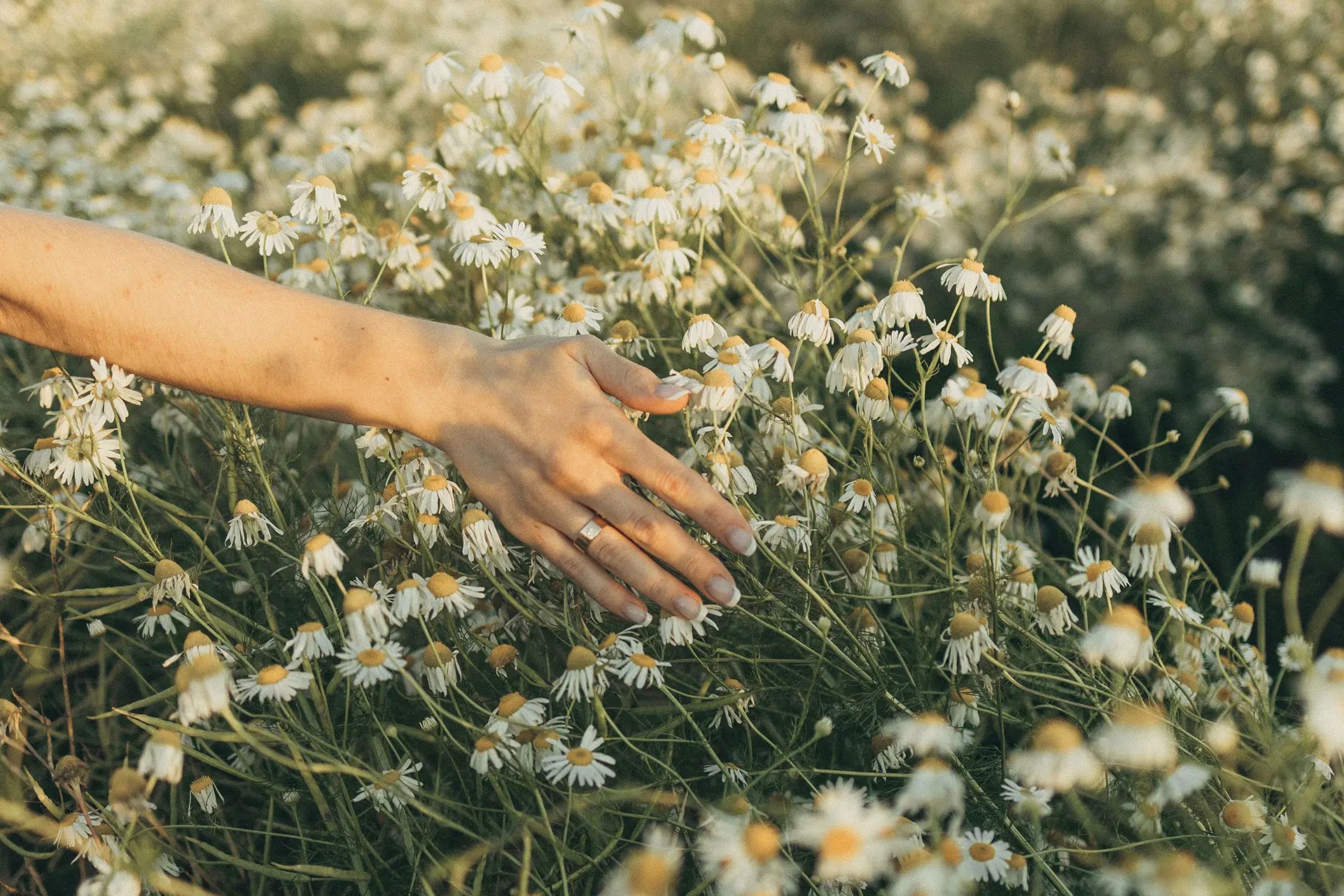 Hand brushing flowers