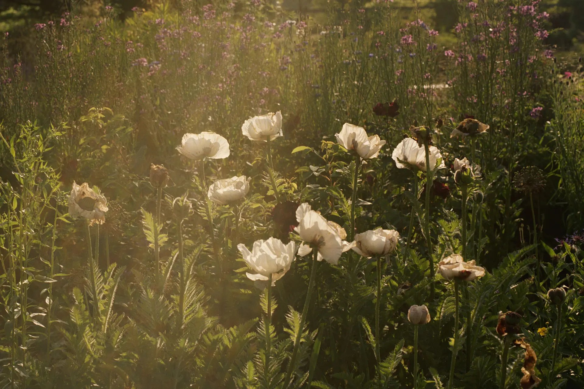 Field with white flowers