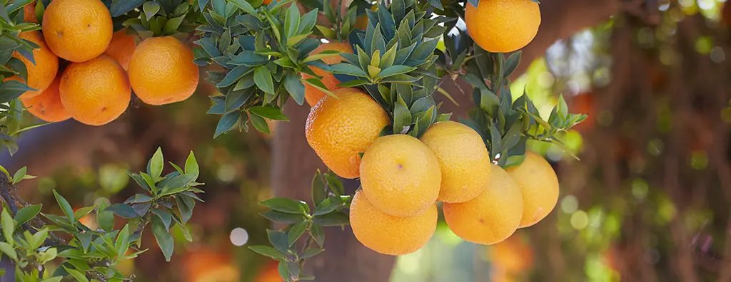 Natural citrus