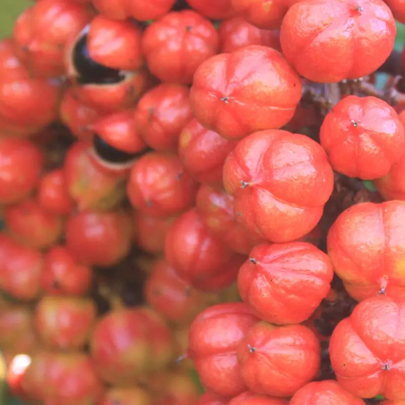 Guarana