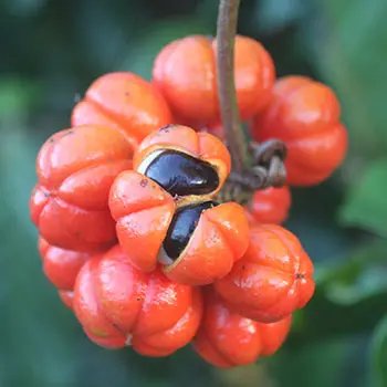 Guarana