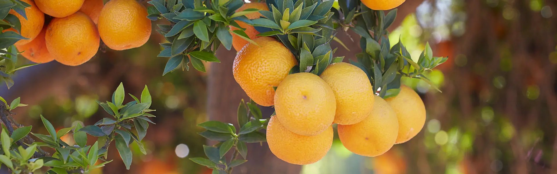 Natural citrus