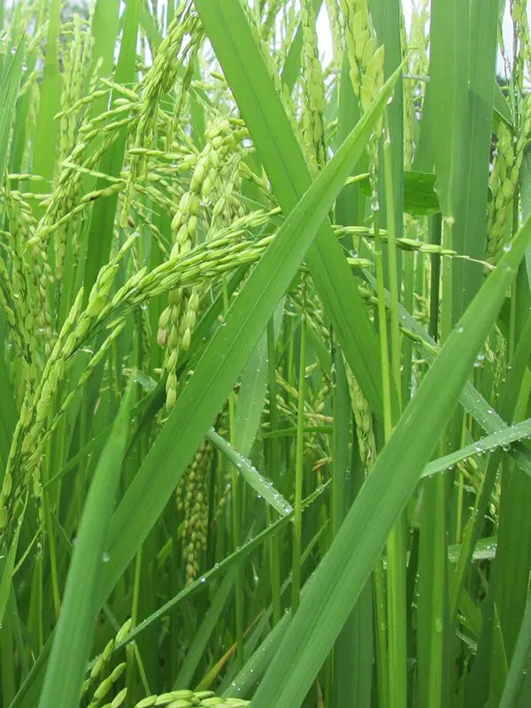 Rice field