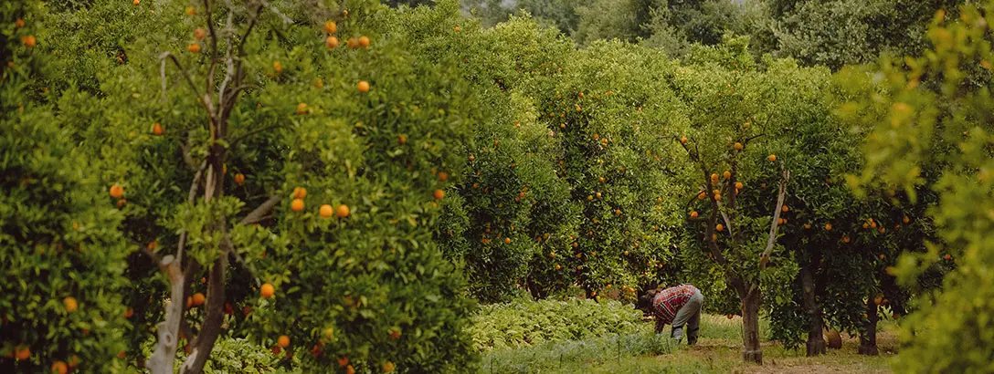 Orange orchard