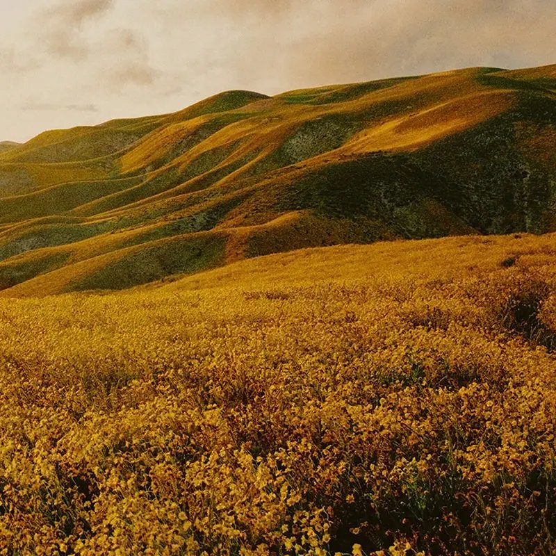 Flower hills