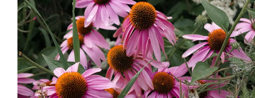 Purple rudbeckia