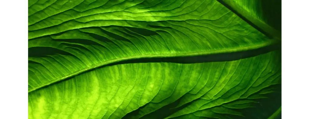 Close up of a leaf