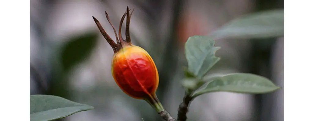 Gardenia fruit