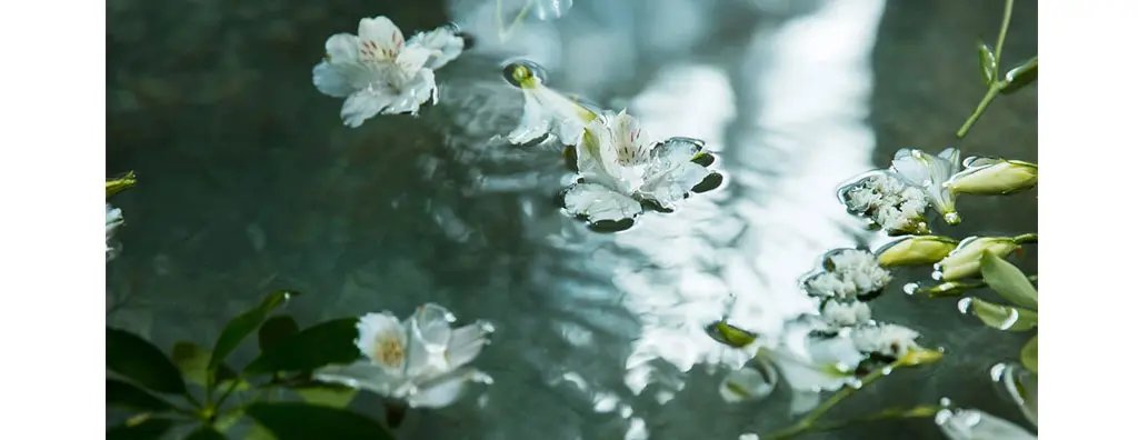 Water lily