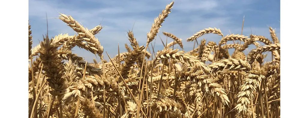 Field of wheat