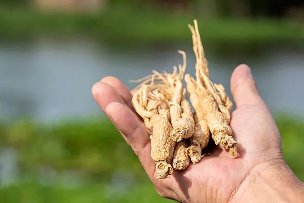 Hand holding American Ginseng
