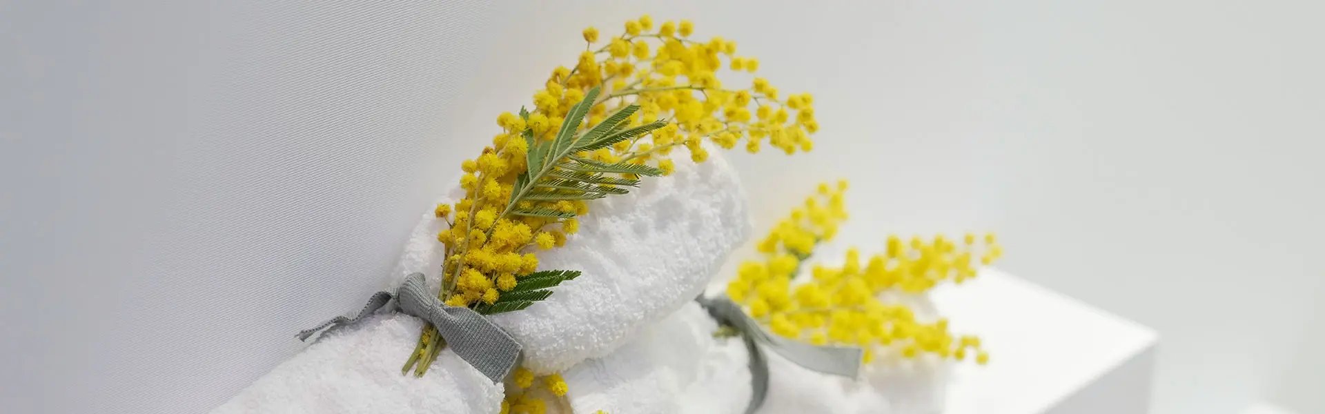 Mimosa on Annual General Meeting