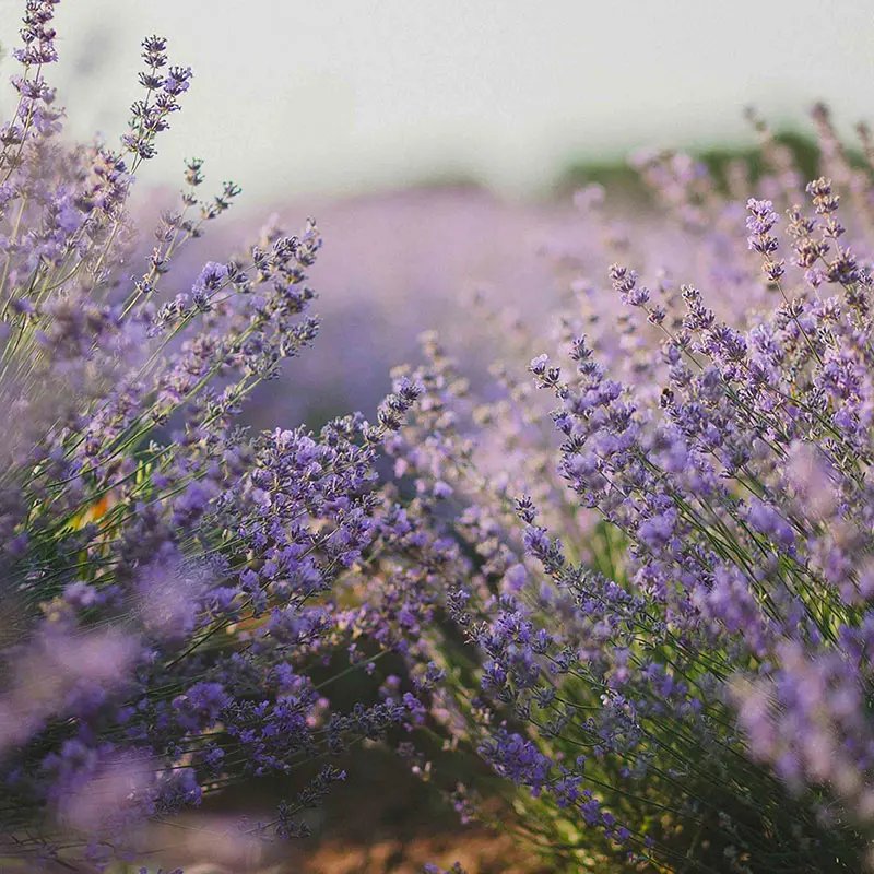 Lavender field